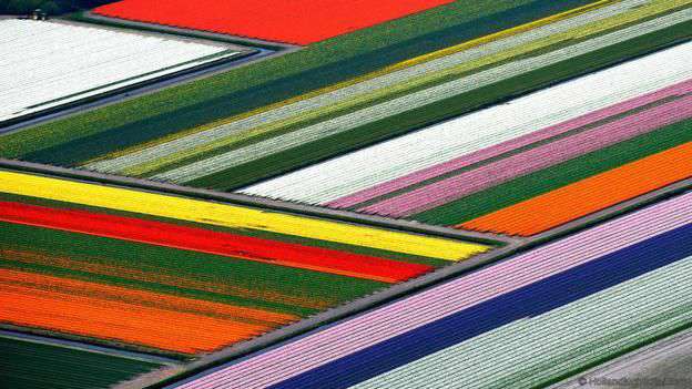 151116162408_magical_lands_tulip