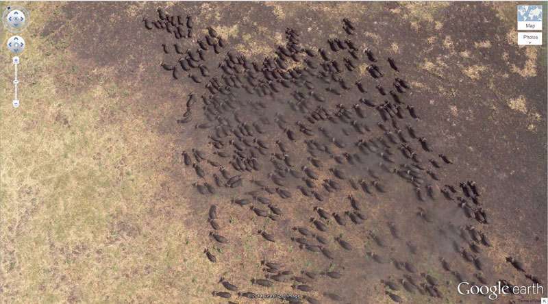 4.-Buffalo-Herd