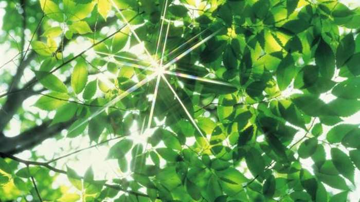 151230121005_plant_photosynthesis