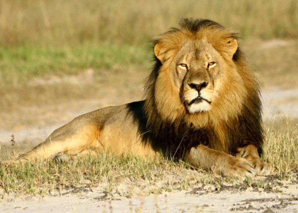 Fotoğraf: Andrew Loveridge/Wildlife Conservation Unit