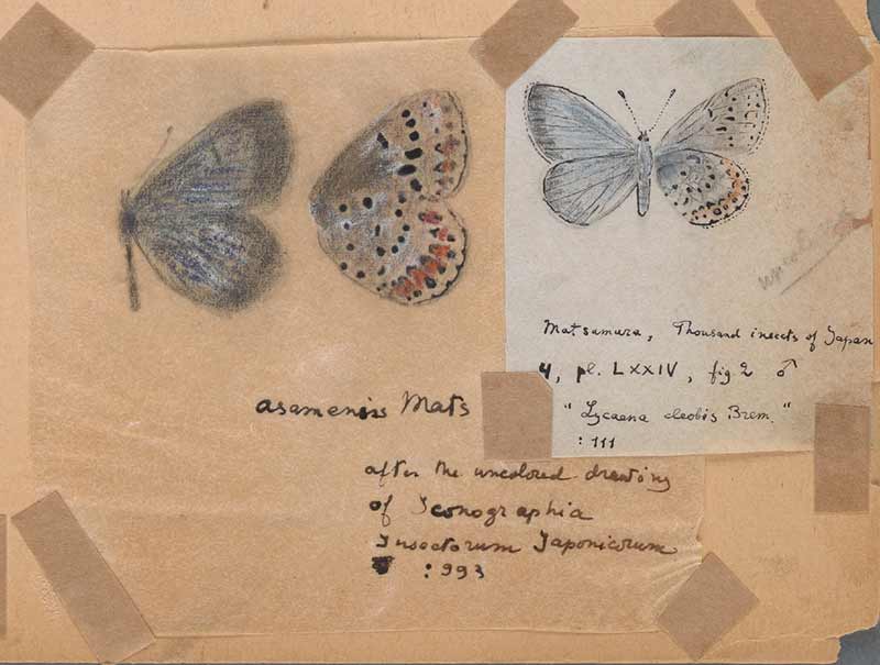 nabokov