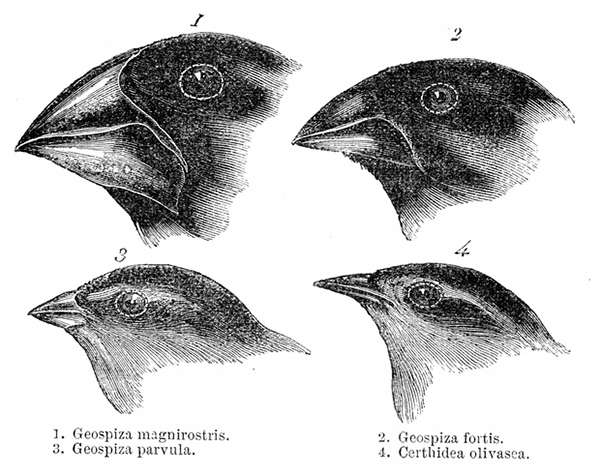 darwin