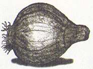 sylviaplathic3