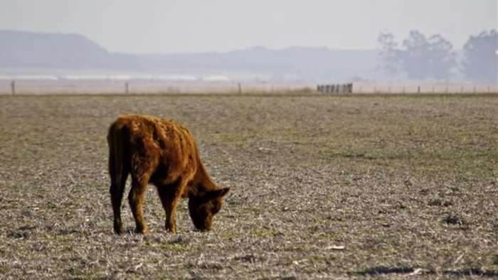160112125859_field_cow_thinkstock