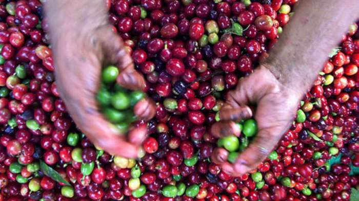 160112130029_coffee_beans_624x351_getty_nocredit