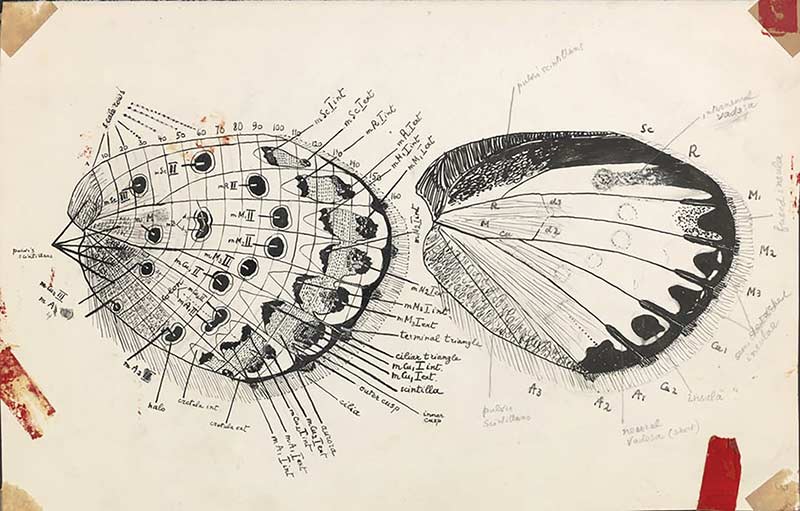 nabokov