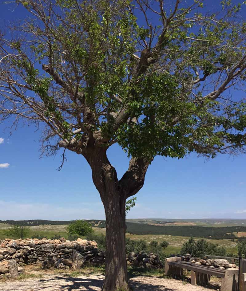göbekli tepe